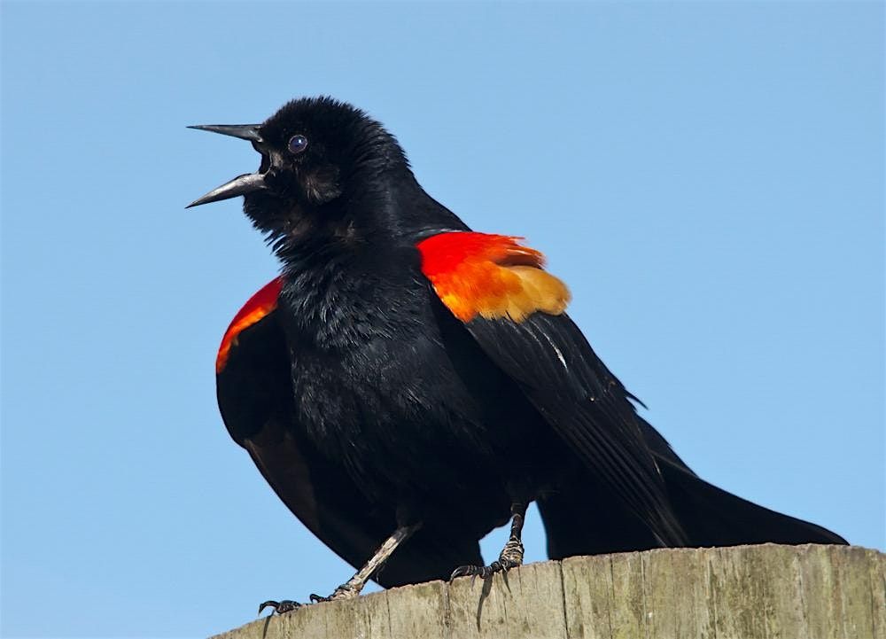 Guided Birdwatching for People with Mobility Challenges