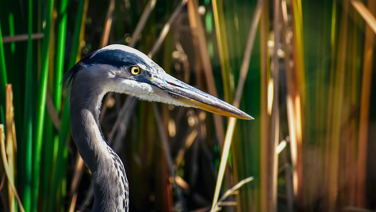 Explore Natural Martin Seasonal Birding Series: Florida Wetlands