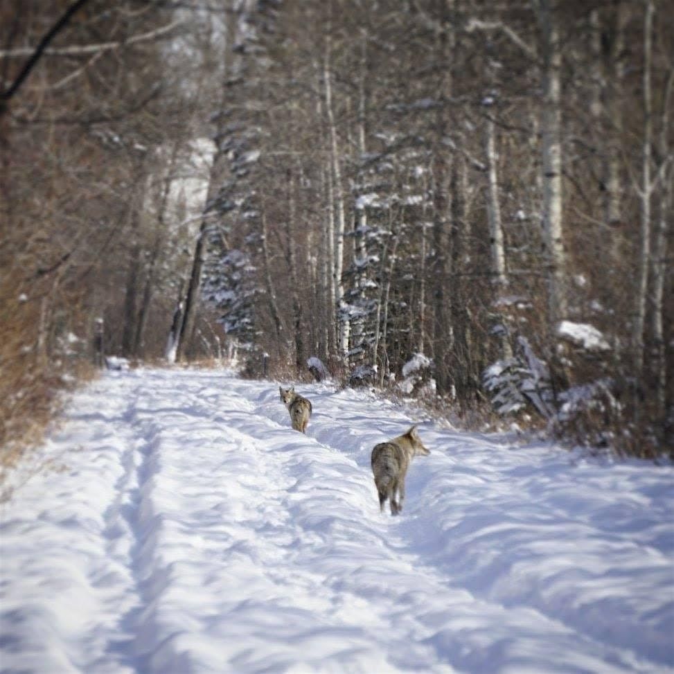 Coexisting with Coyotes (and other wildlife)