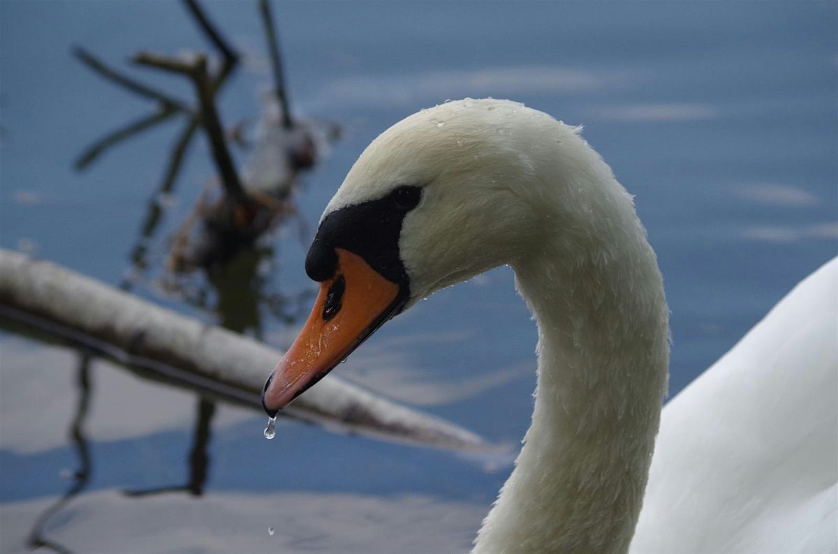 Nosey Nature Natter - The  Birds of the Twelve Days  of Christmas