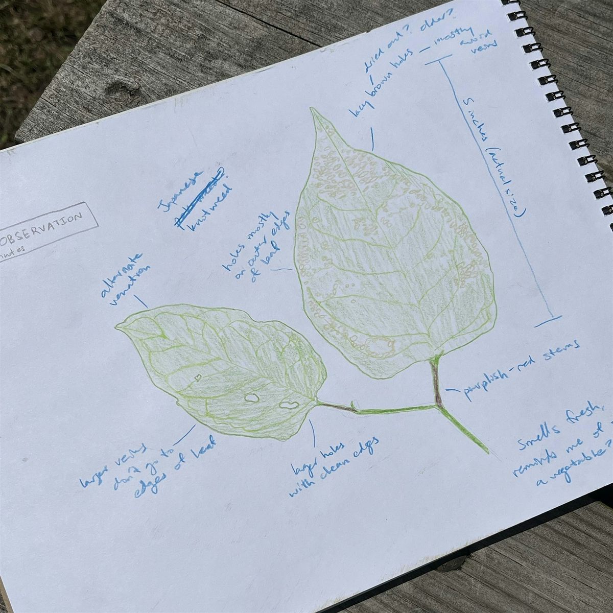 Nature Journaling: Poetry