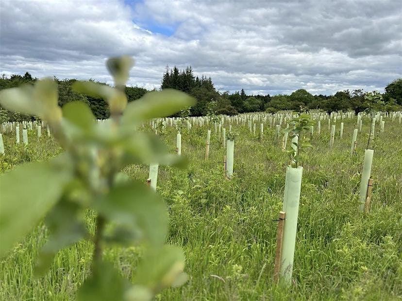 Regenerative Tree Planting Workshop: Restoring Nature Together