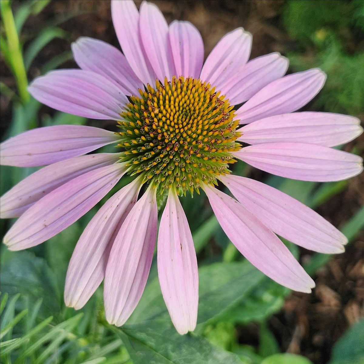 Indiana Native Plant Hike at Koteewi Park with Greg Monzel