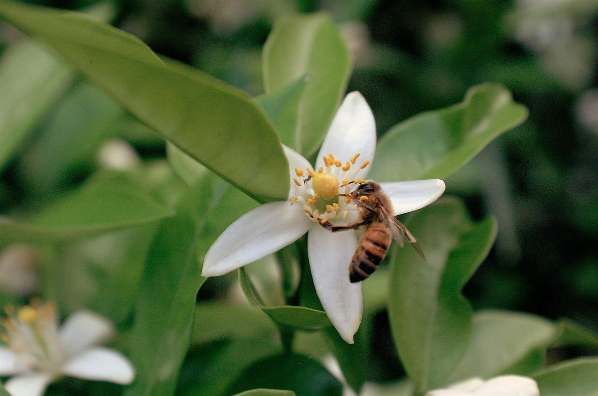 6-9-2025  Pollinators