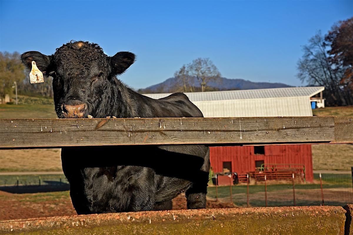 Vaccination Protocols in Cattle