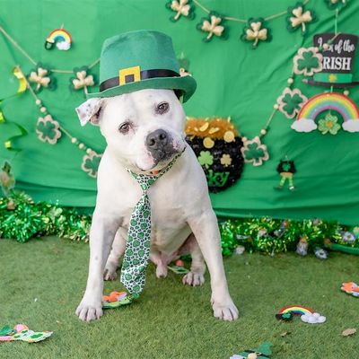 Rescue Me- Palm Beach Shelter Dogs