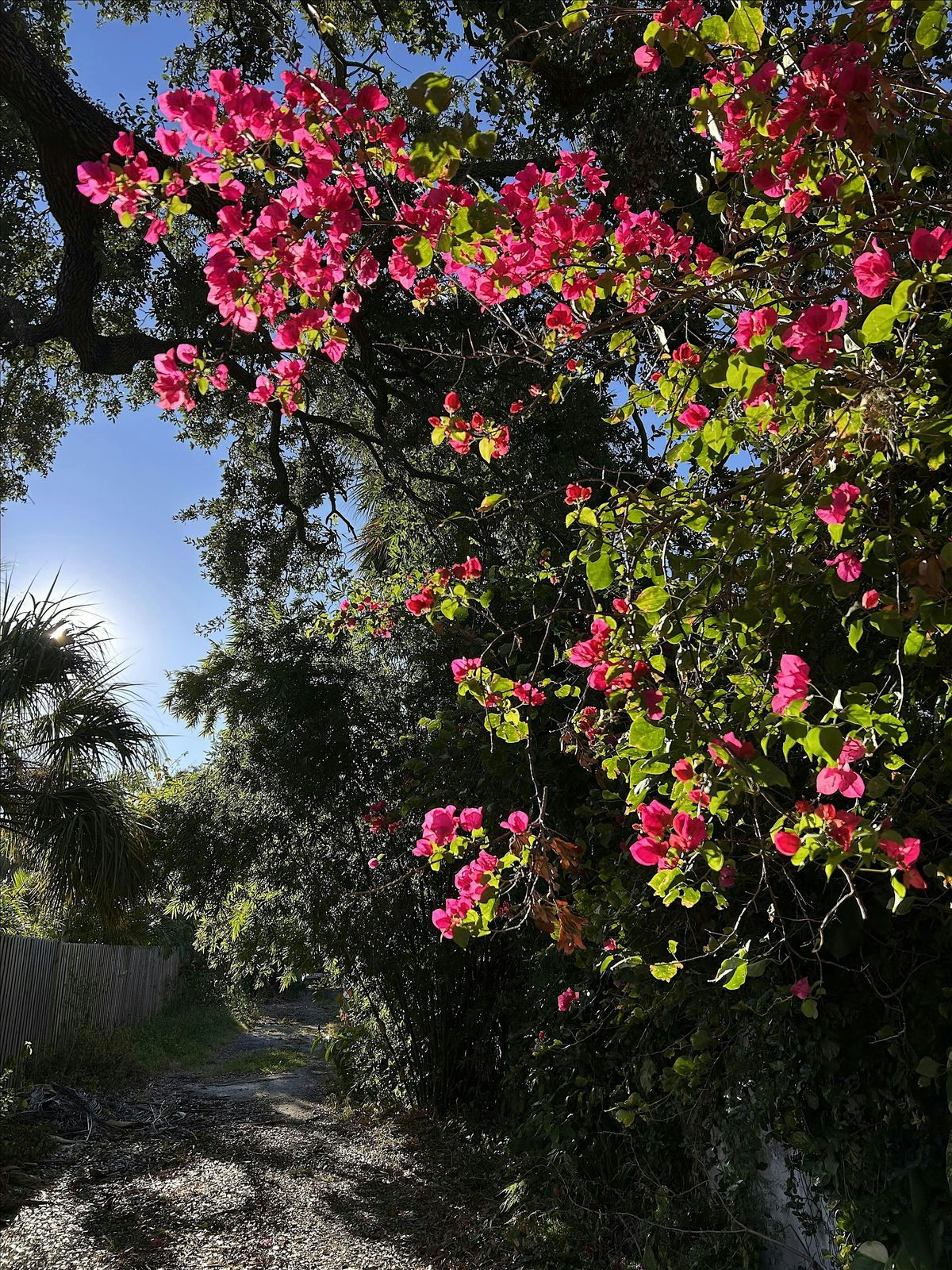 Neighborhood Alley Walking Tour - Riverside Heights' Historic Design