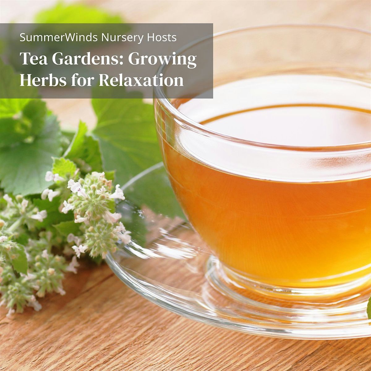 Tea Gardens: Growing Herbs for Relaxation - Cupertino