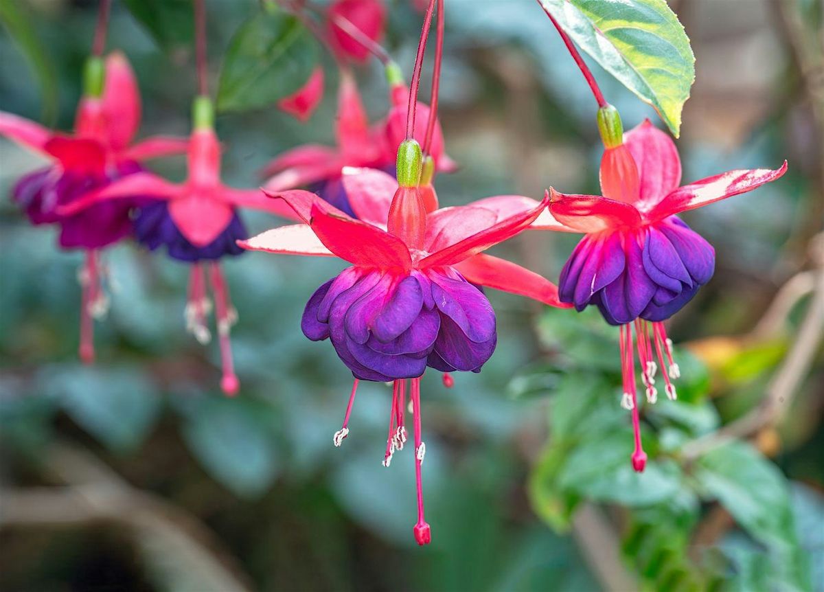Growing Fuchsias with the Oregon Fuchsia Society at Division