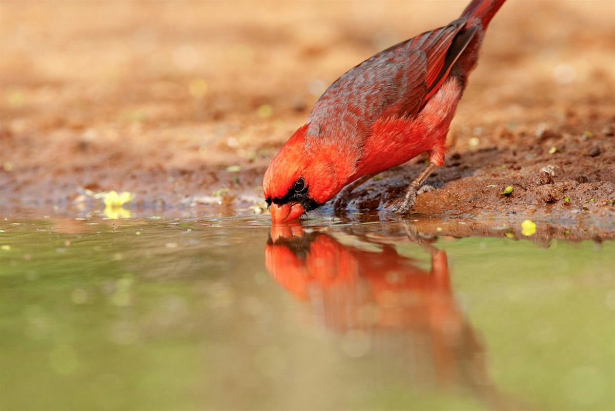 Texas, Birds, and Water