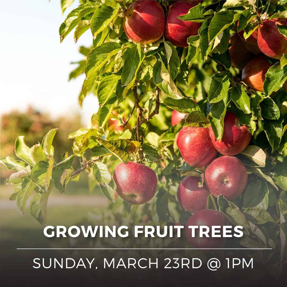 Growing Fruit Trees