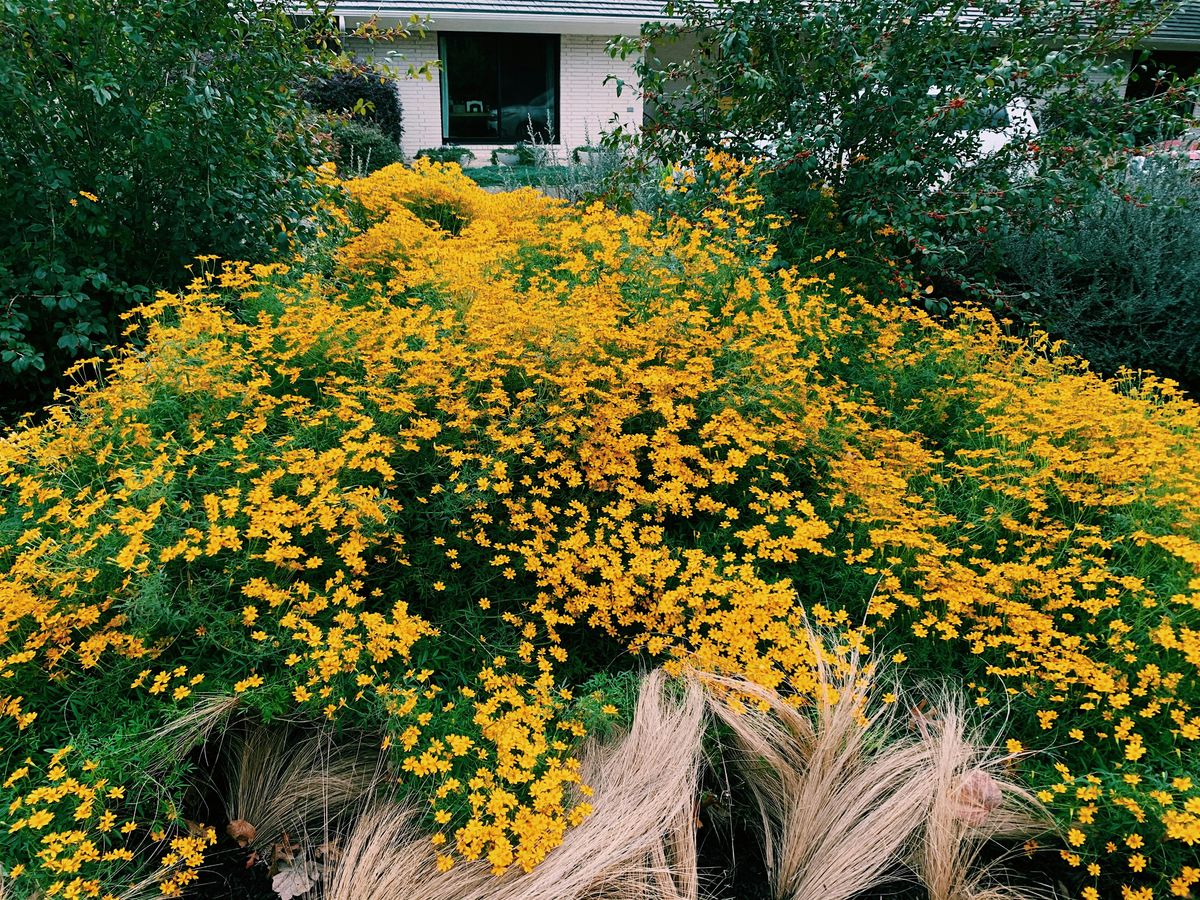 Gardening for the Extremes of North Texas