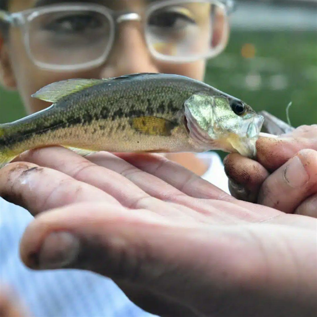 Learn to Fish \/ Aprenda a Pescar - Gratis