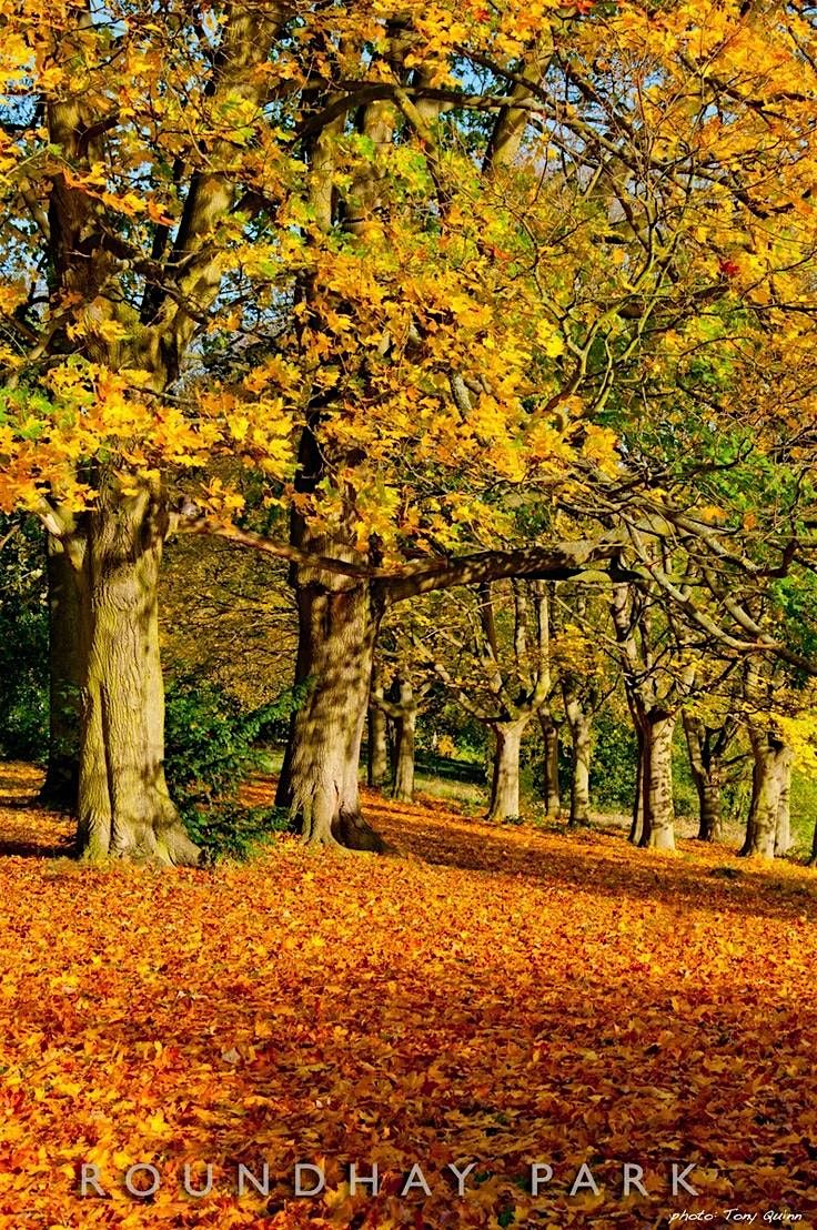 GV Buddy Autumn Walk \u2013 Roundhay Park