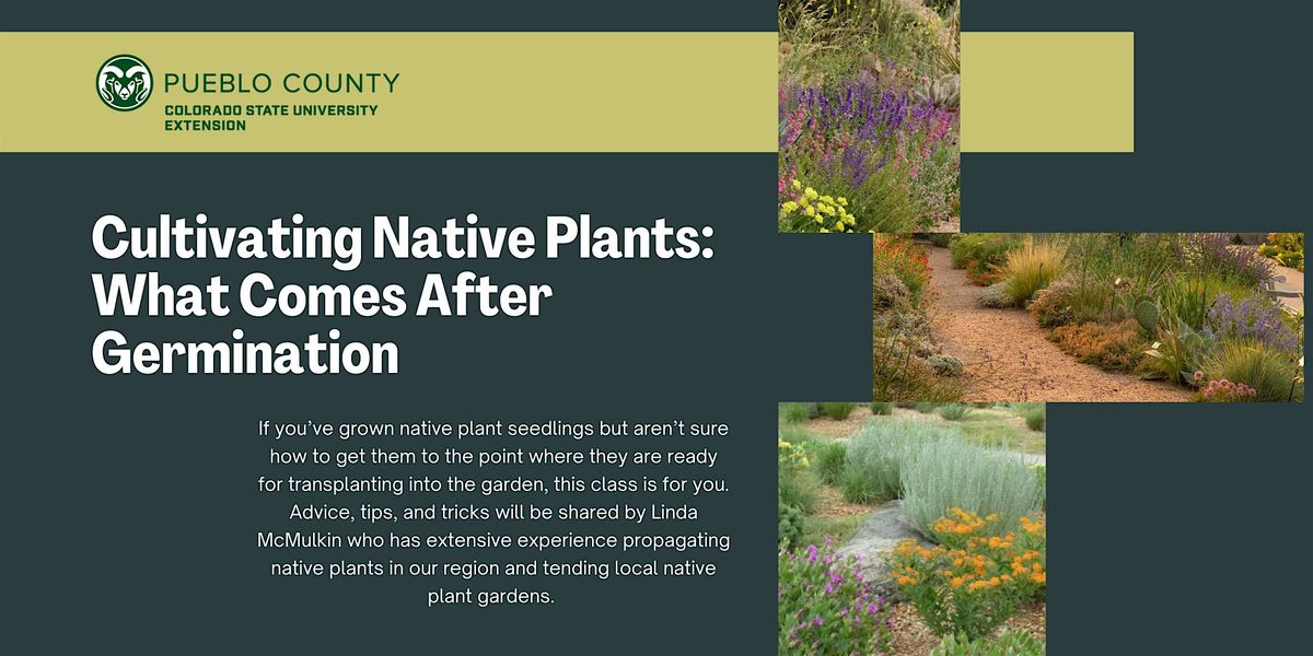 Cultivating Native Plants: What Comes After Germination