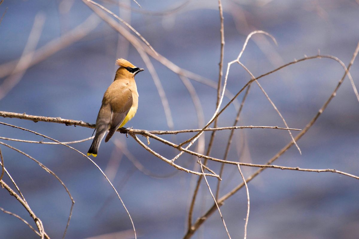 Birding at Burden February 2025