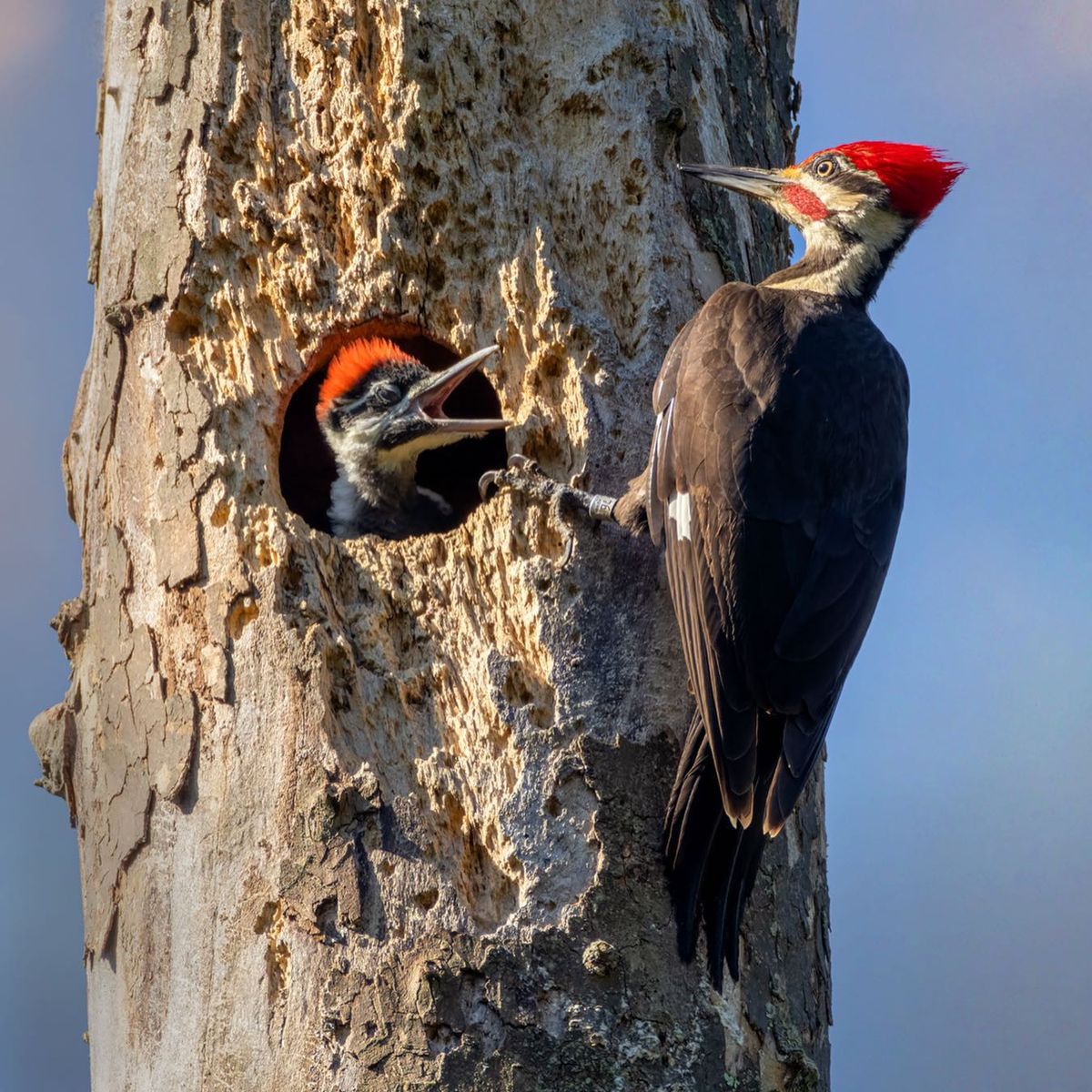 !Tag-along Trip! Wildflowers and Birds at Susquehanna State Park