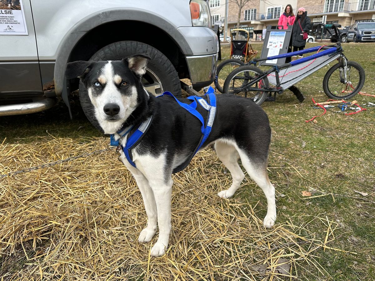 Sled Dog Demonstrations at YetiFest