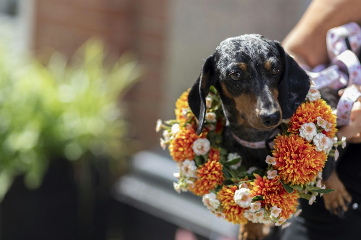 SIGN-UP FOR THE INAUGURAL KING\u2019S ROAD HALLOWEEN DOG PARADE