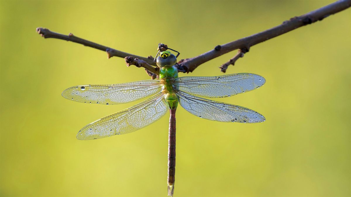 Chasing Dragons and Damsels in WNC