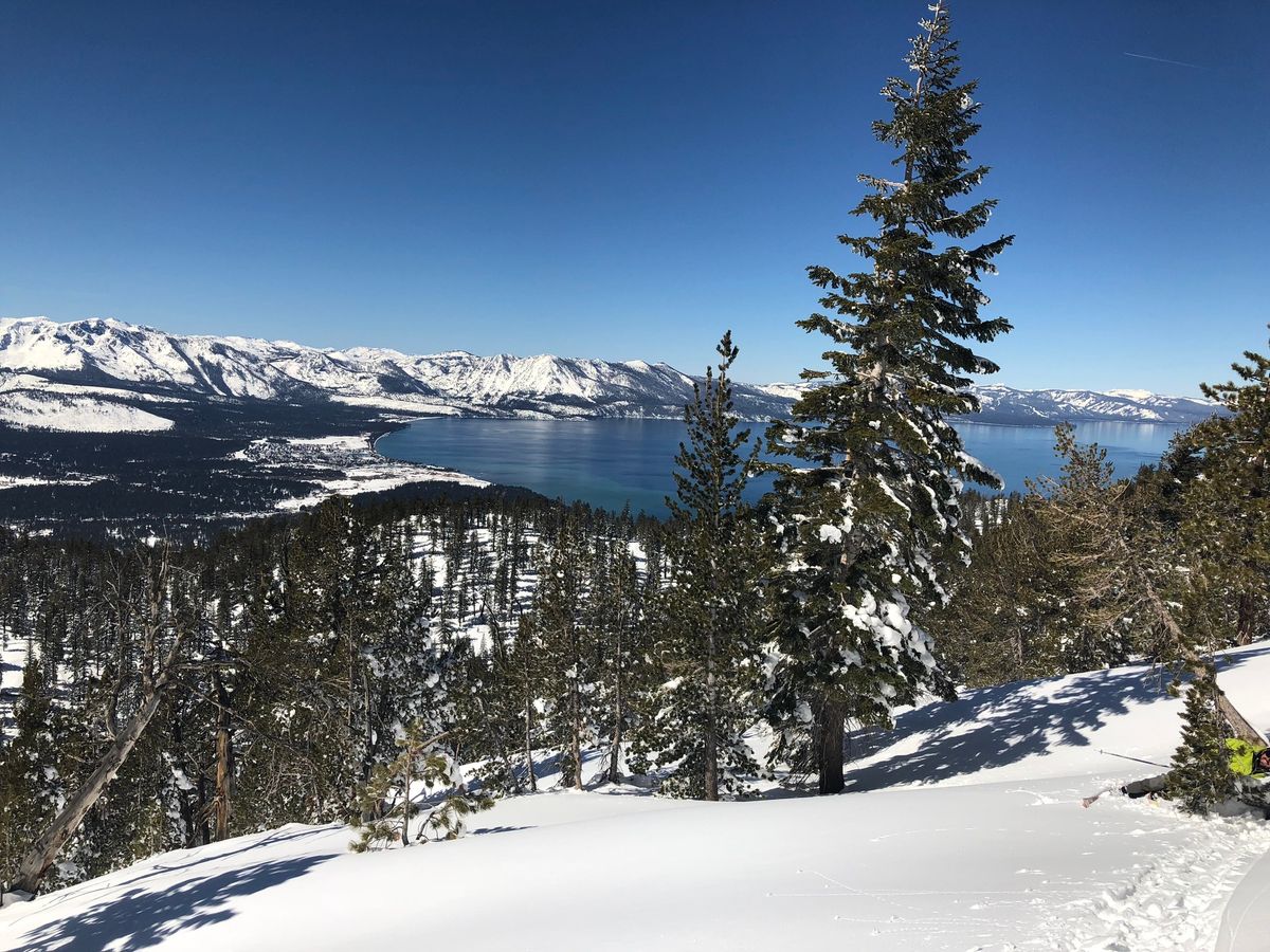 Tree Trivia Snowshoe Trek with Sugar Pine Foundation