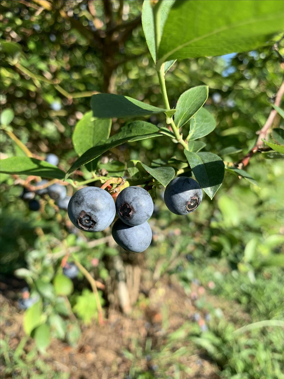 Berry Success: Learn To Grow Blueberries From a Pro!