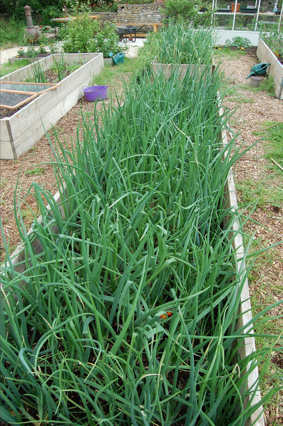 Weekend Introduction to Permaculture in North Somerset