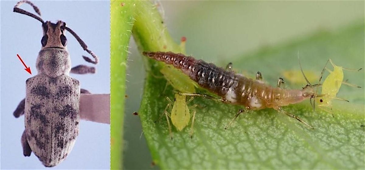 S. FL Arb. and Landscape Webinar Series - 5\/15\/2025 - (Insect IPM- trees)