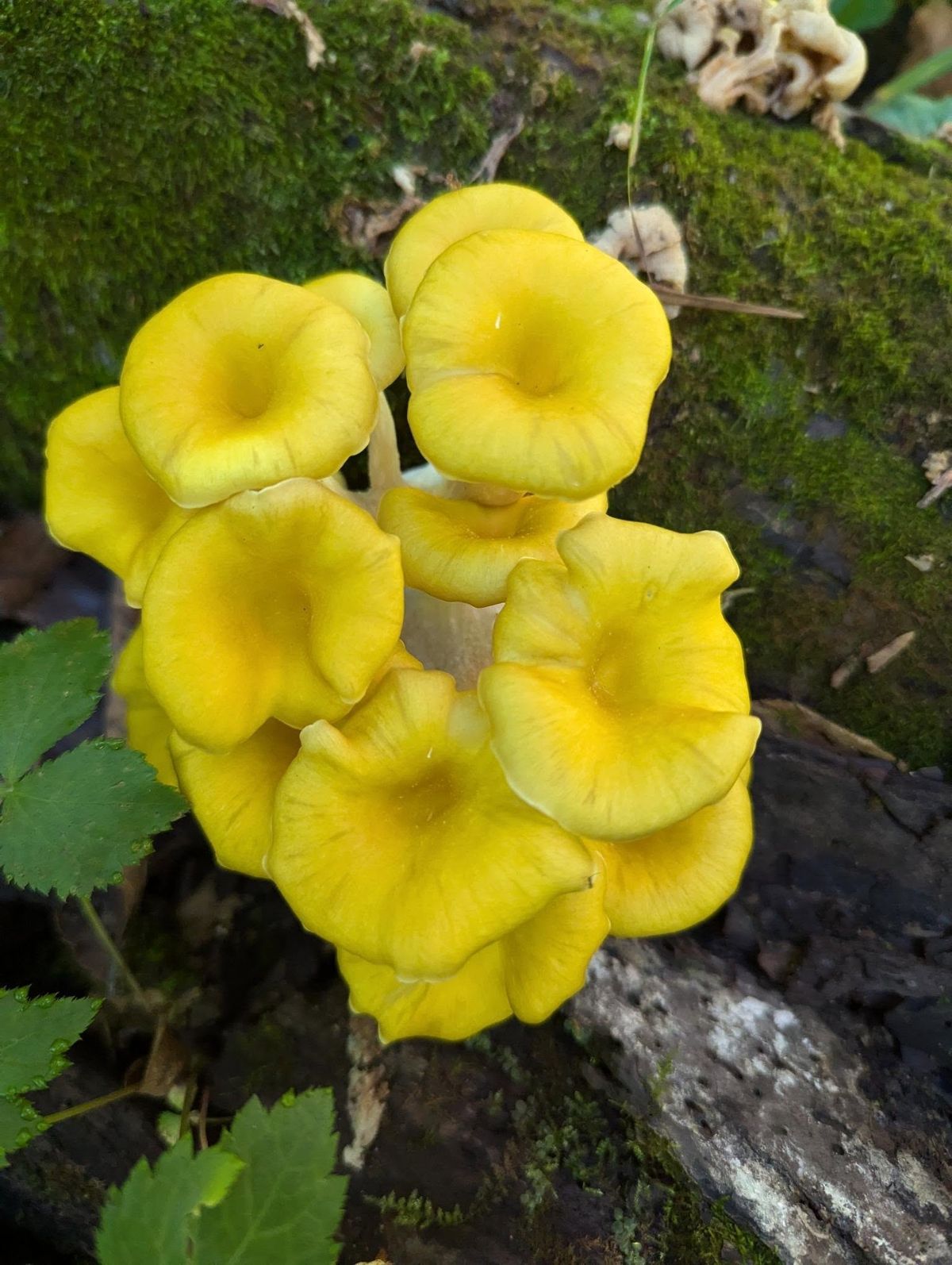 Safe Mushroom Foraging 