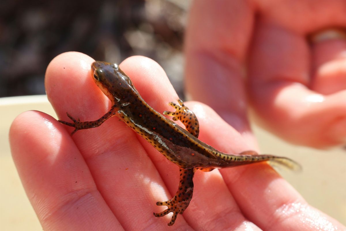 Salamander Shuffle & Pondside Picnic