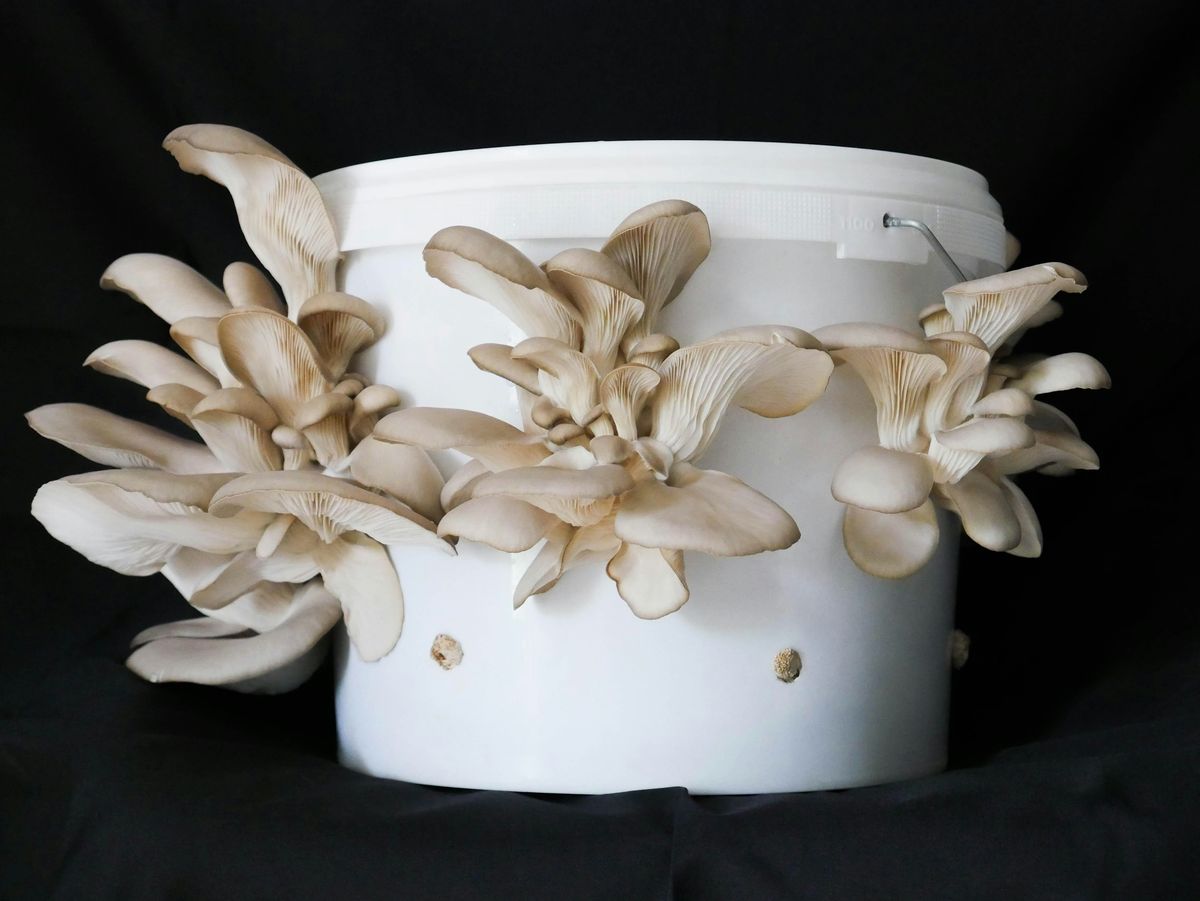 The Magic of Microbes: From Gut Health to Mushroom Growing