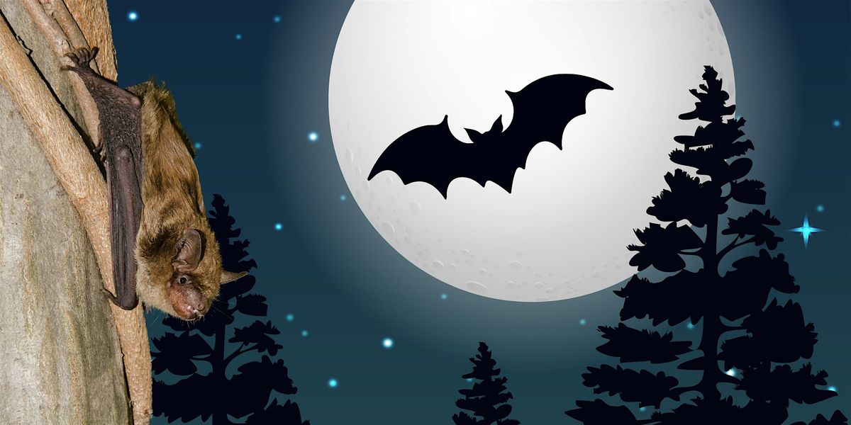Bats In Our Backyard