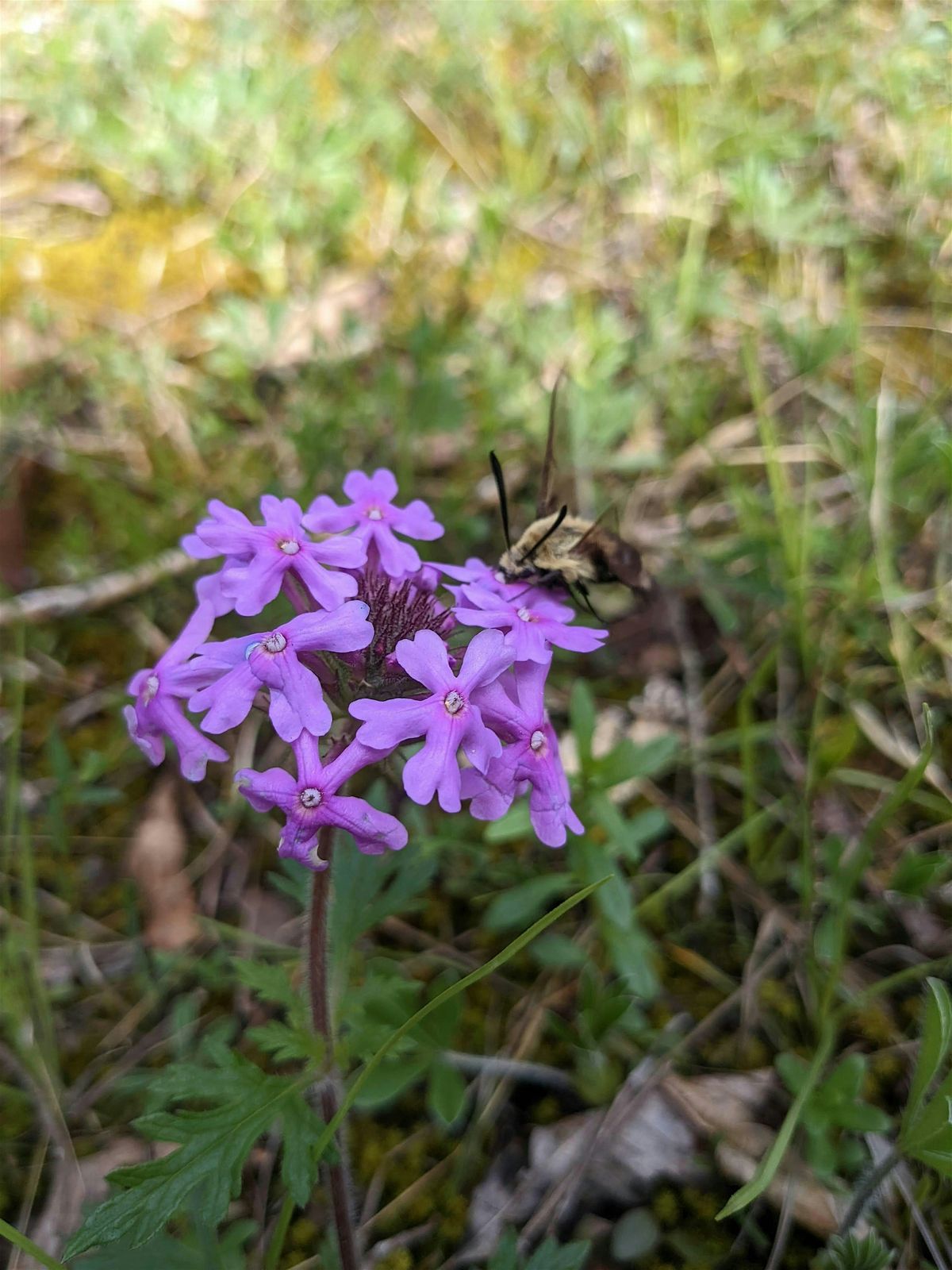 Lamar Cedar Glades & Woodlands Wildflower Walk