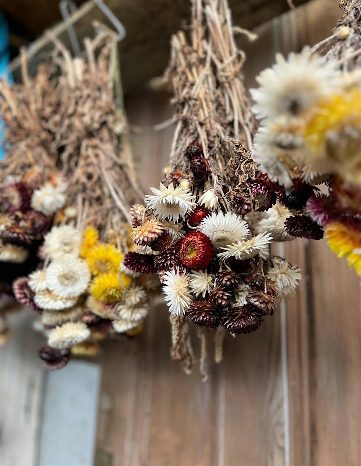Wild & Wired: A Dried Flower Decoration Workshop at The Store