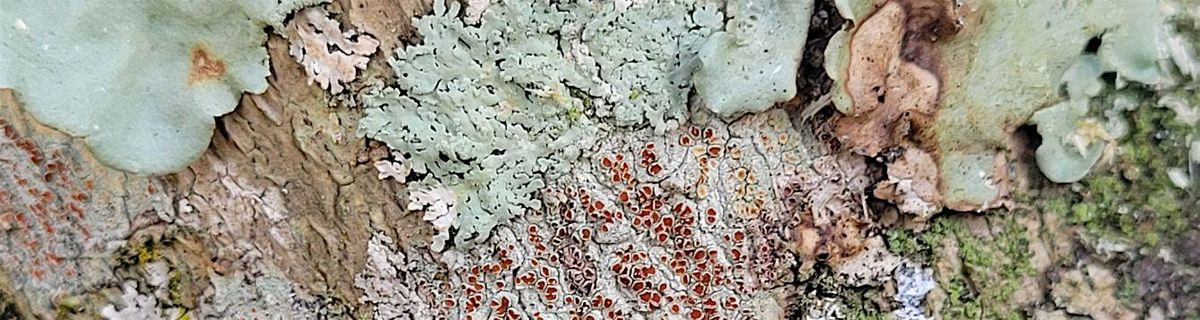 10-25-2025  Lichens - What's Not to Like?