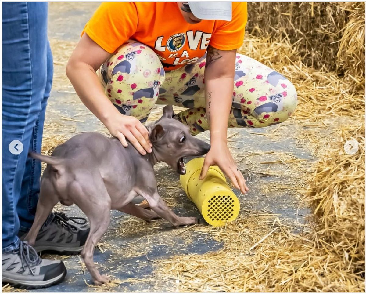 MDTC March Barn Hunt 2025