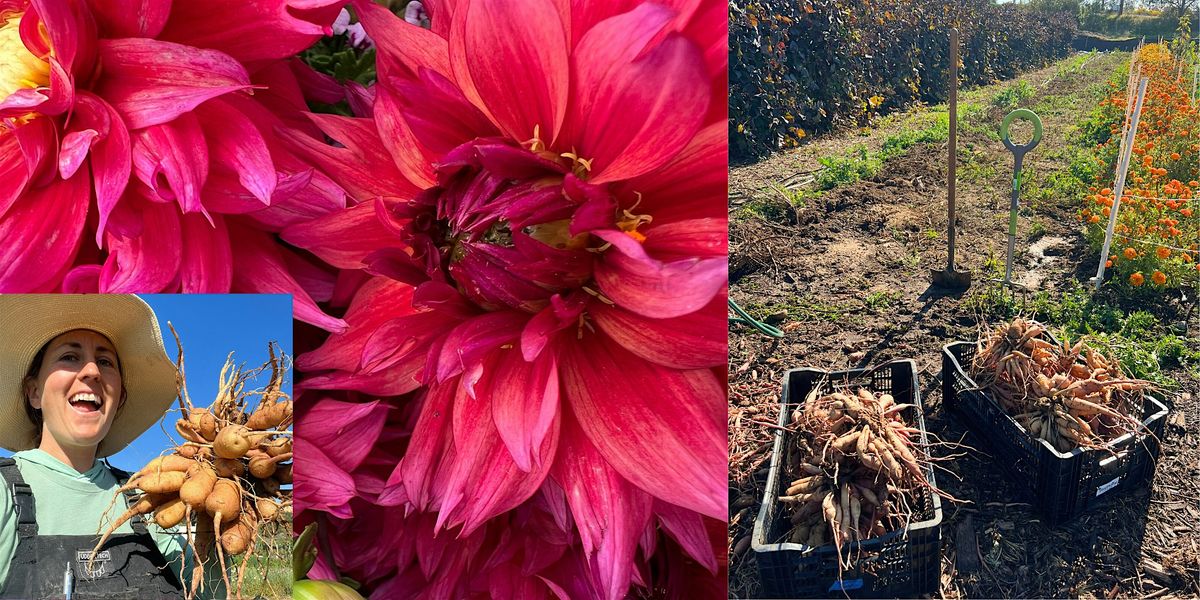 Dahlia Digup