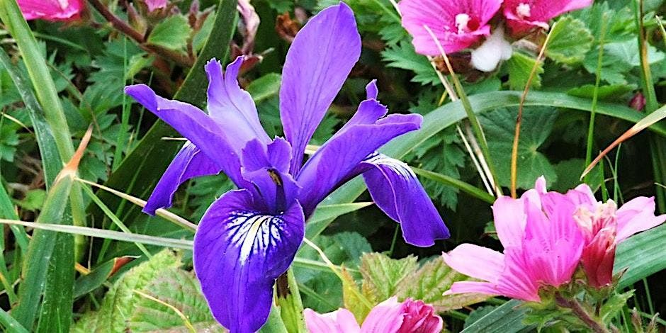 Wildflowers and Elephant Seals of Chimney Rock