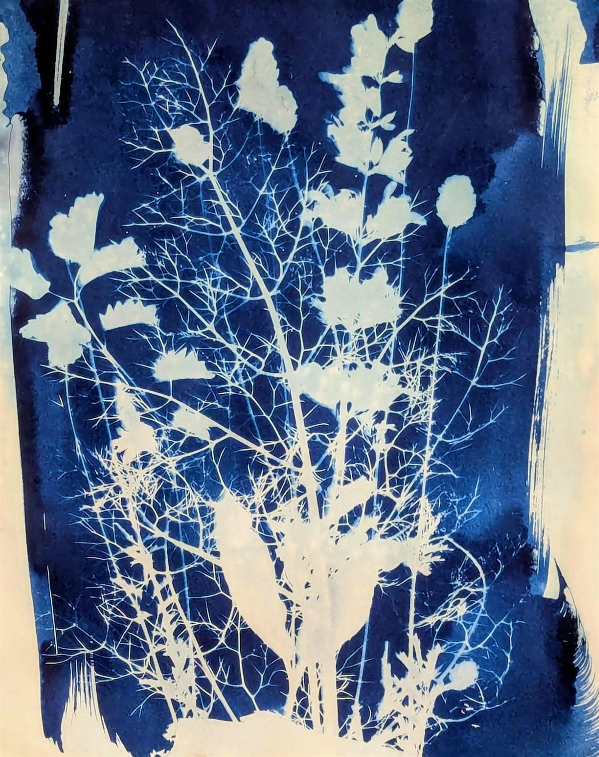 Make cyanotypes with us: Capturing Nature with the Sun