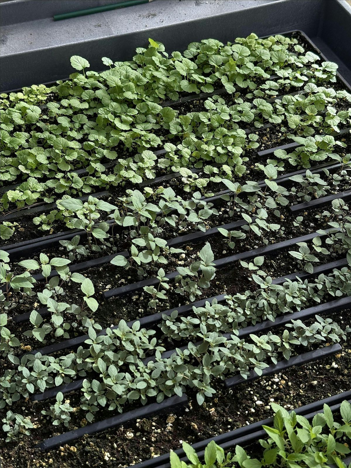 Gardener's Workshop: Perennial Seed Calendar Creation