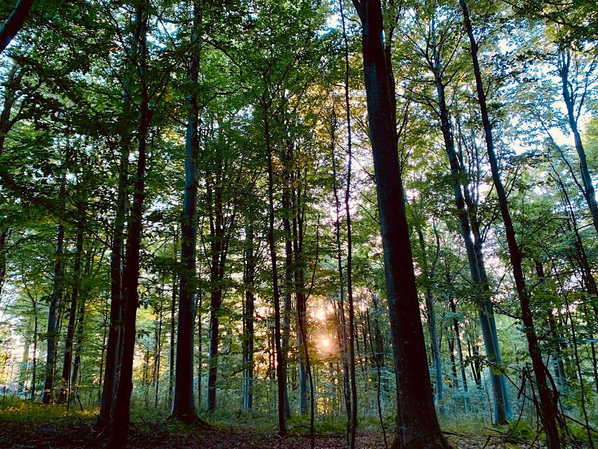 Free Community Forest Therapy, Monthly at Stockwood Open Space