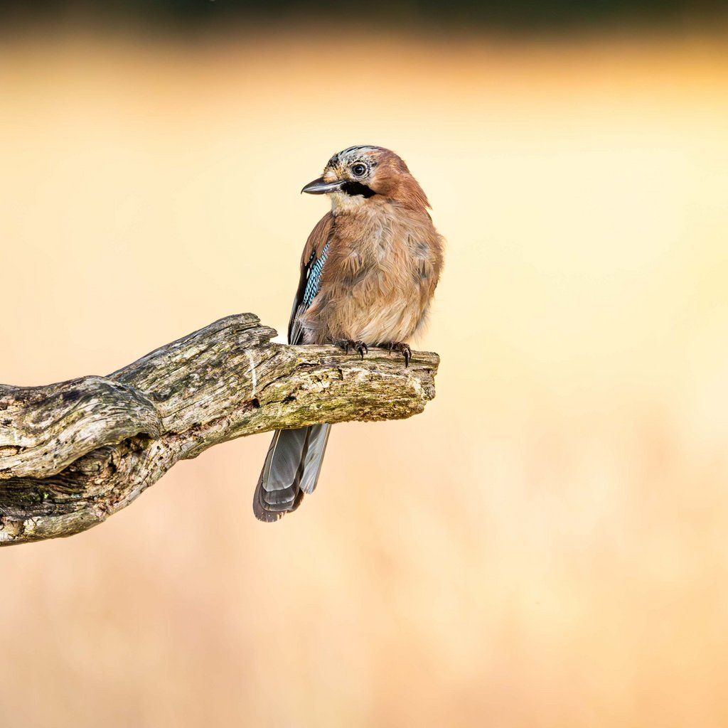 Wildlife Photography Workshop