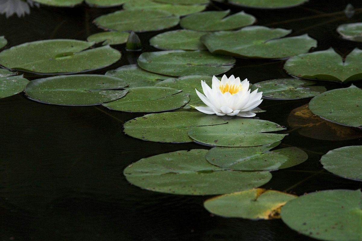 2025 South Carolina Aquatic Plant Management Society Conference