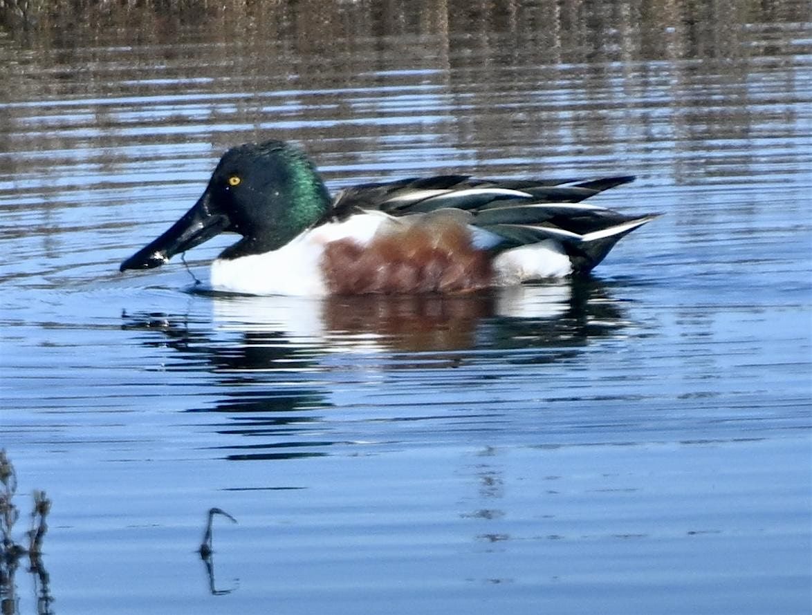 Spring Baylands Bioblitz with Environmental Volunteers