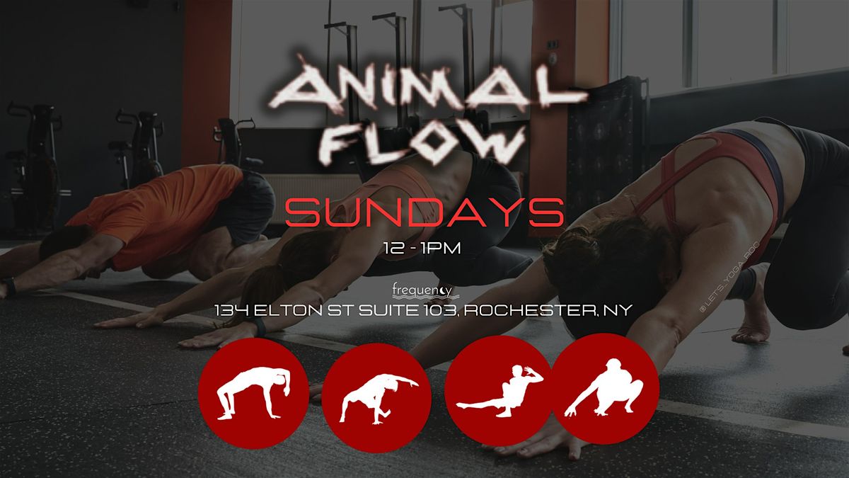 ANIMAL FLOW