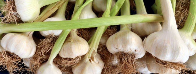 Growing Great Garlic