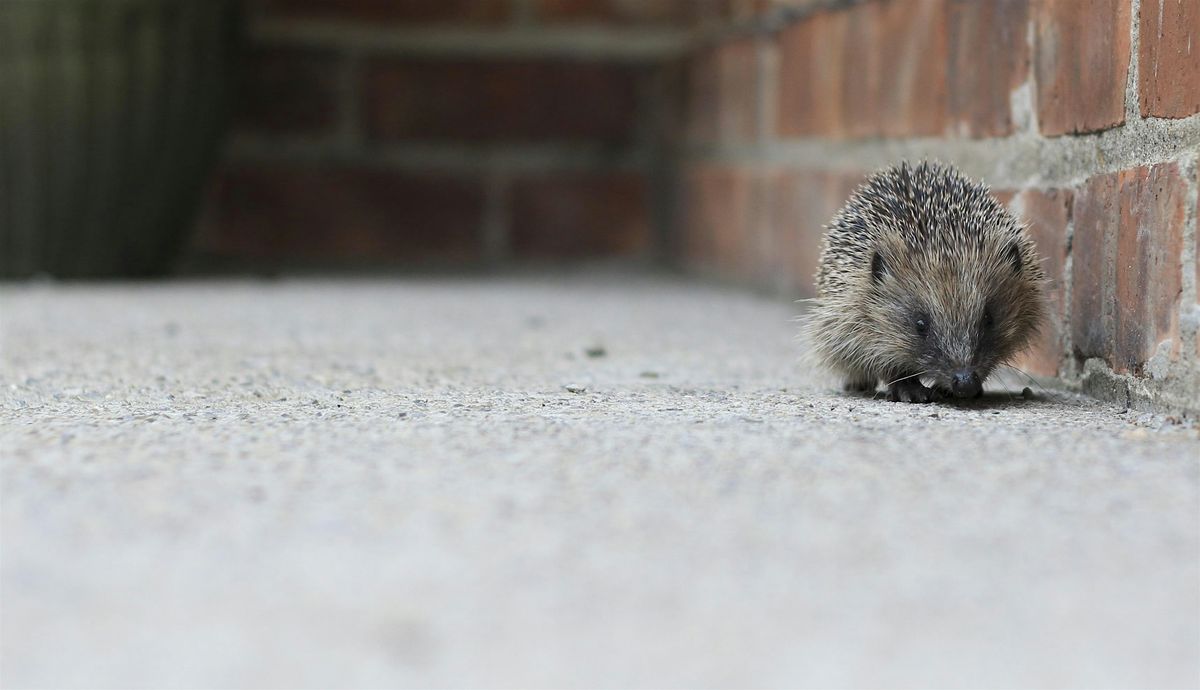 Build a Hedgehog House (Free Event) - Hanwell Fields Community Centre, Saturday 25 October