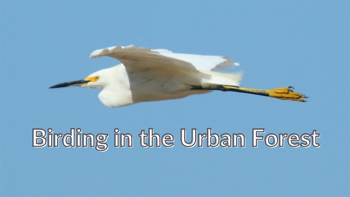 Birding in the Urban Forest