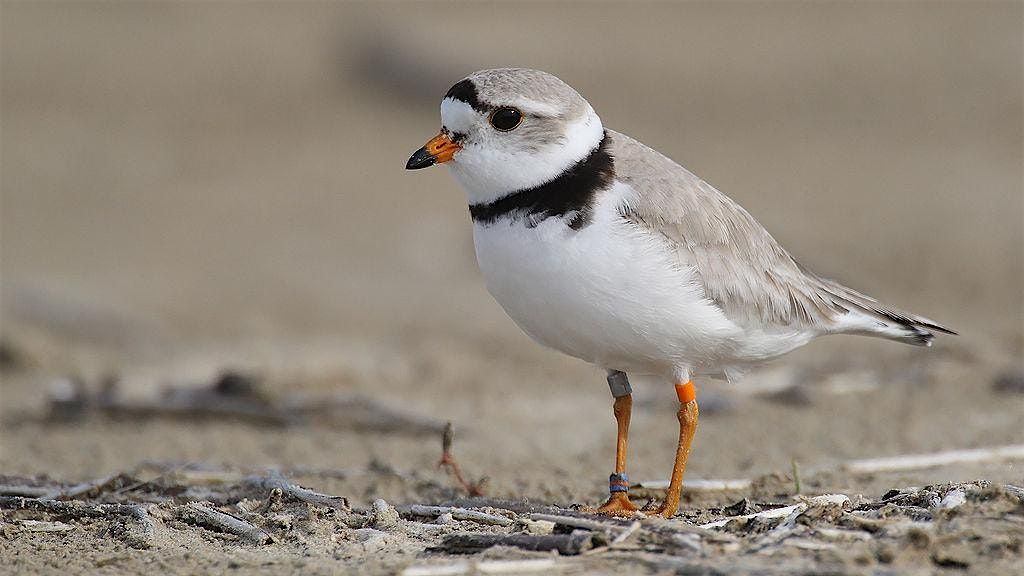 Detroit Zoo: Piping Plovers