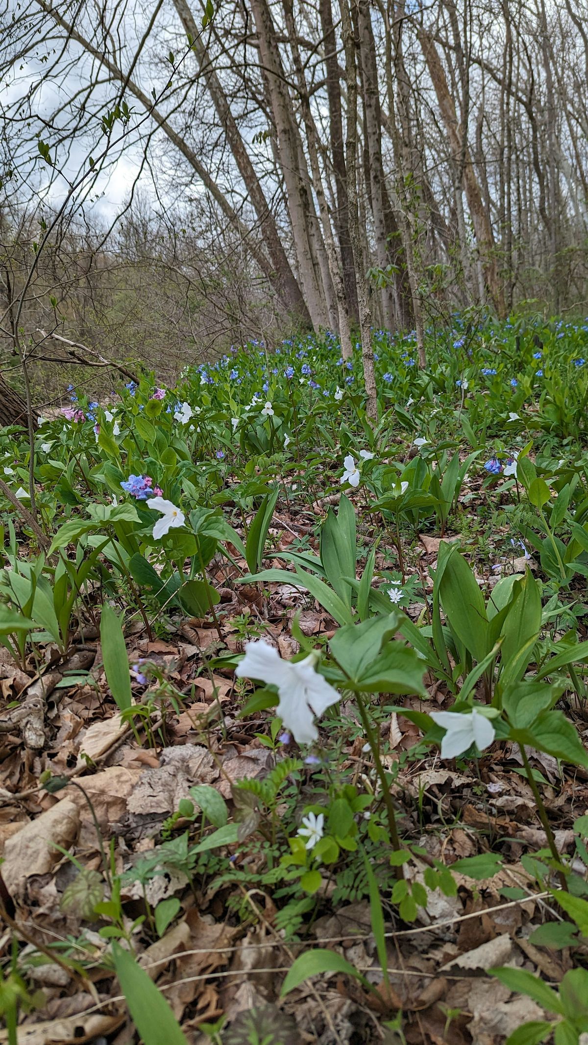 Wildflower Hike+Yoga